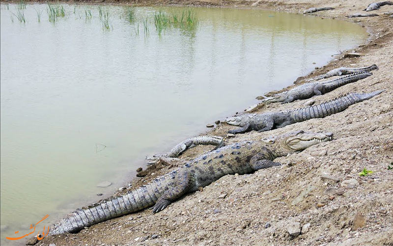 بزرگترین خزنده در ایران-تمساح ایرانی، گاندو