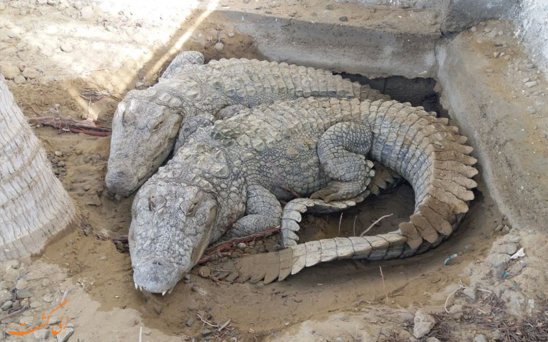 طول عمر تمساح ایرانی، گاندو