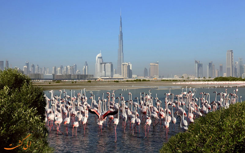 پارک خور در دبی | Dubai khor park