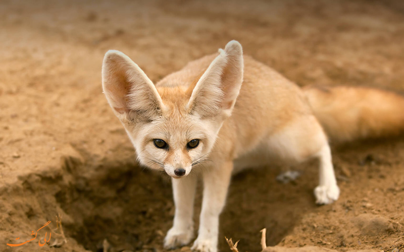 روز جهانی حیات وحش | World Wildlife Day