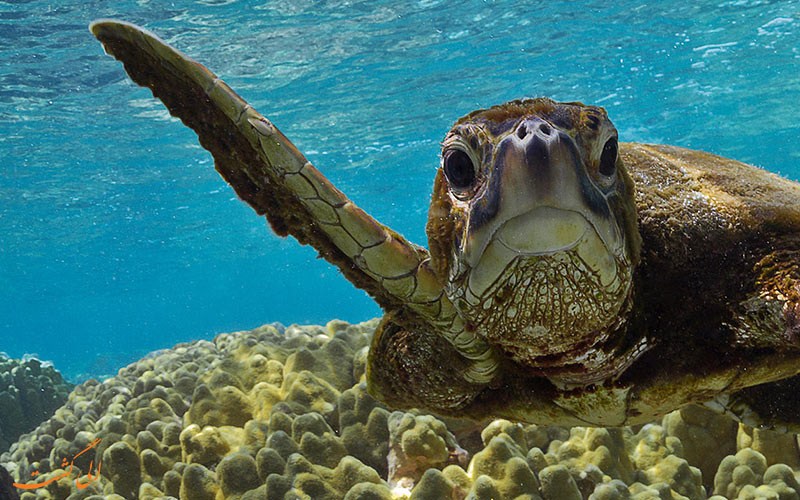 لاک پشت پوزه عقابی خلیج فارس | Hawksbill sea turtle