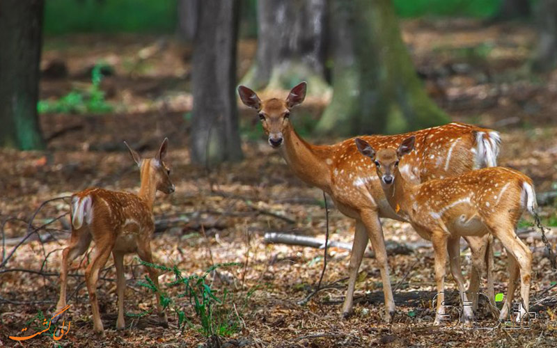 گوزن زرد ایرانی | Persian fallow deer