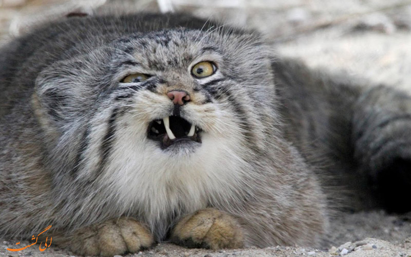 گربه پالاس | Pallas's cat