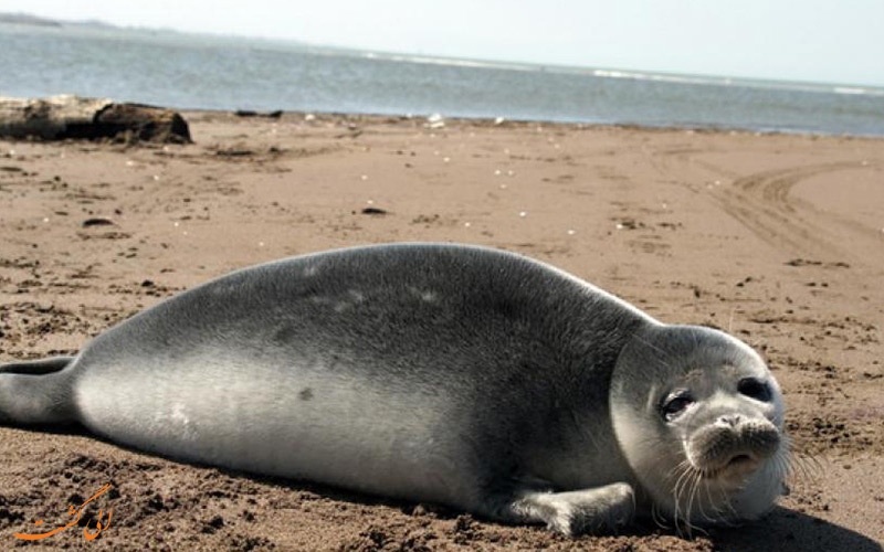 فک خزری | Caspian seal