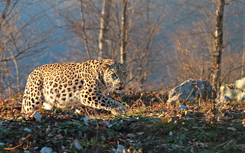 پلنگ ایرانی | Persian leopard