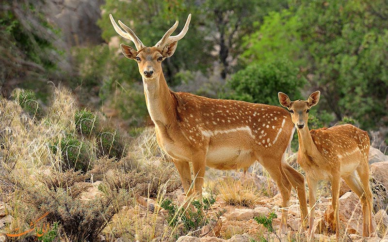 با روز جهانی حیات وحش آشنا شوید