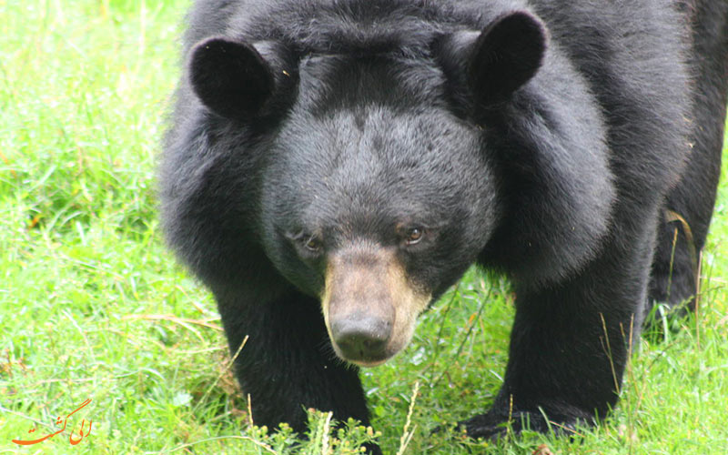 خرس سیاه بلوچی | Asian black bear