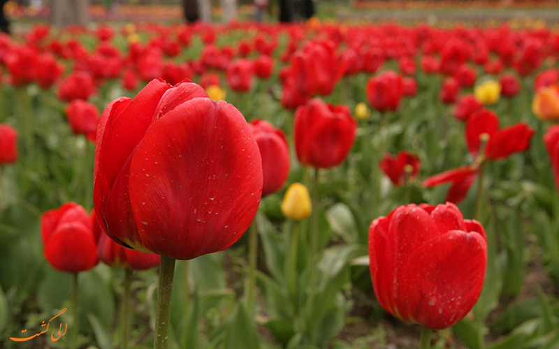 جشنواره لاله های گچسر