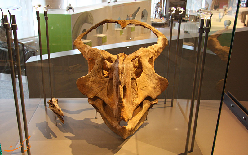 موزه سلطنتی علوم طبیعی بلژیک | Museum of Natural Sciences