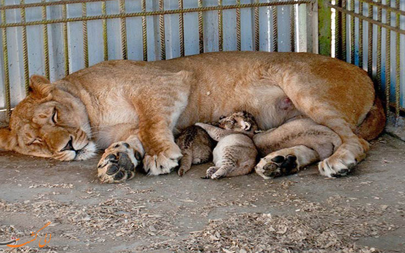 باغ وحش بابلسر | Zoo Garden Shapoor Dashad