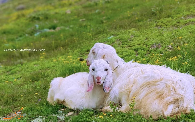 طبیعت دلپذیر آبشار گلوکان