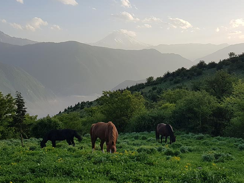 جنگل های شمال کشور
