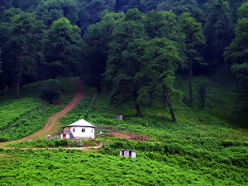 جنگل های شمال کشور
