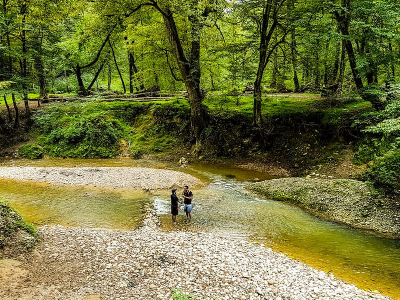 جنگل های شمال کشور
