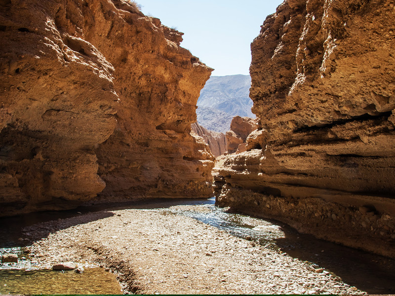 کال جنی