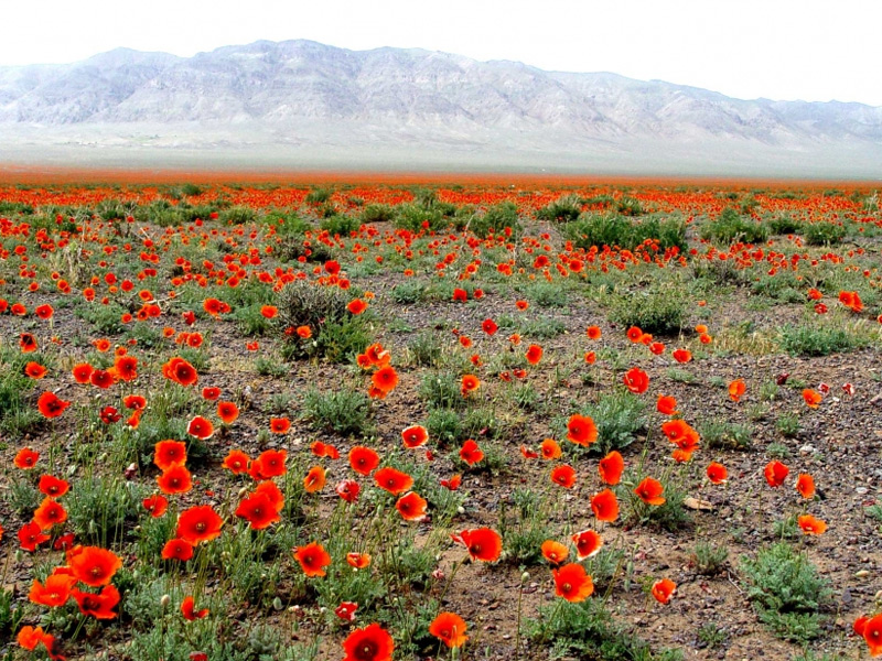 گلزارهای ایران