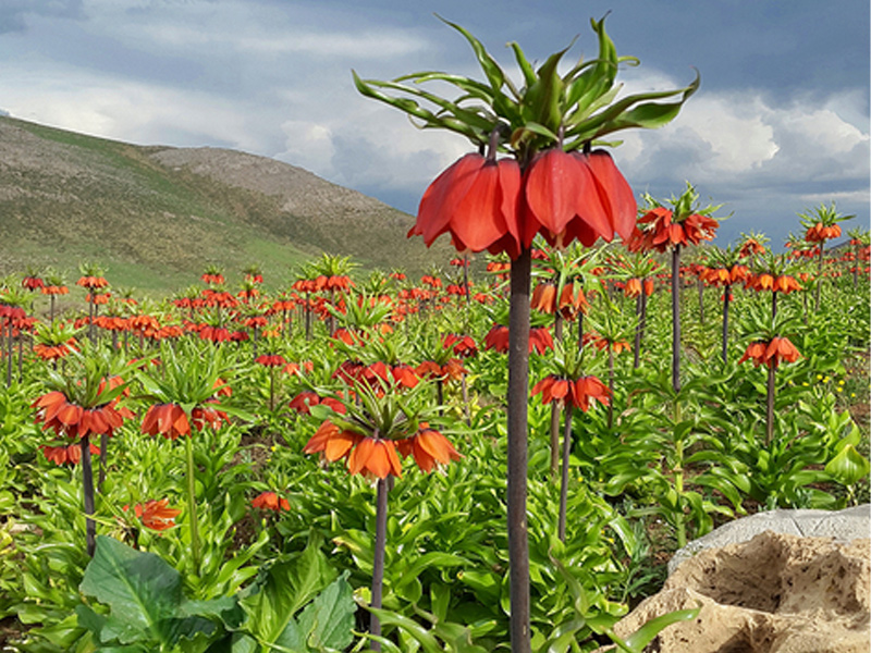 گلزارهای ایران