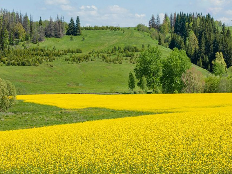 گلزارهای ایران