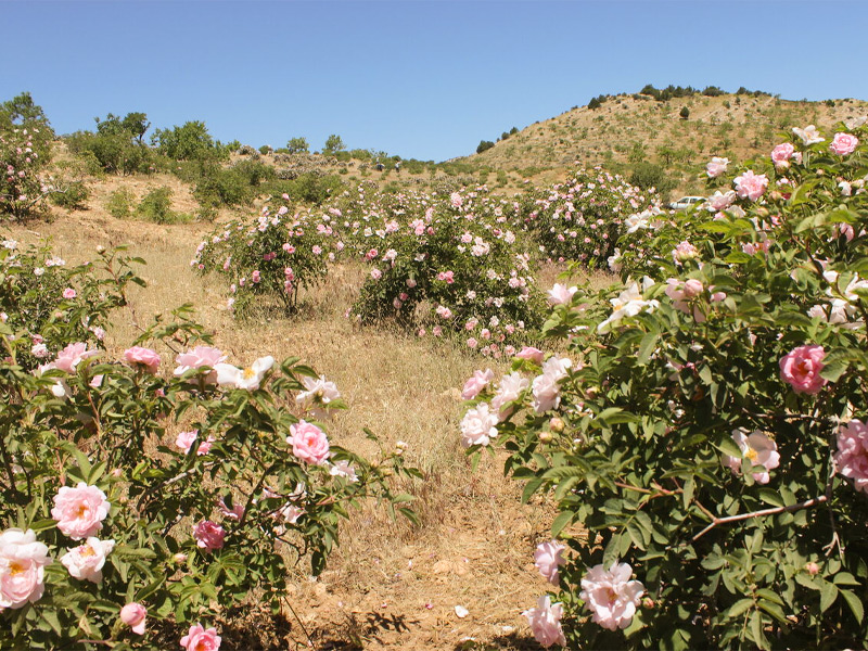 گلزارهای ایران