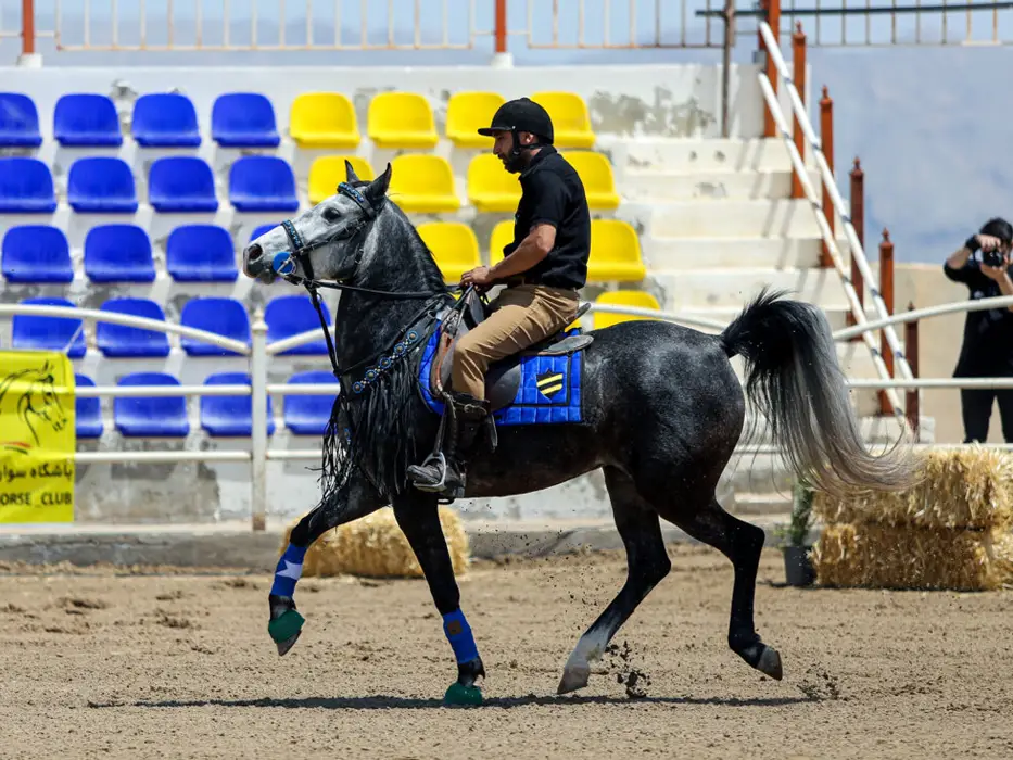 جشنواره ملی زیبایی اسب اصیل دره شوری شیراز