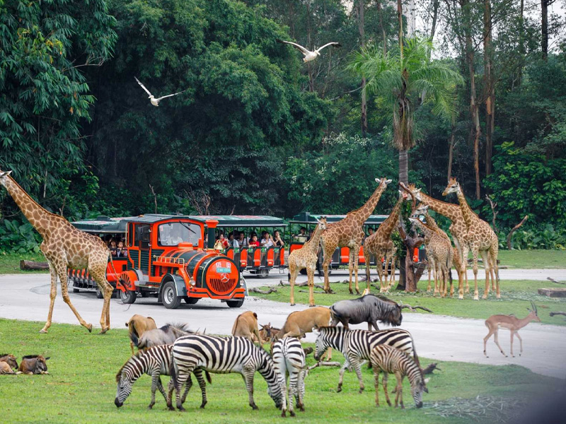 safari resort