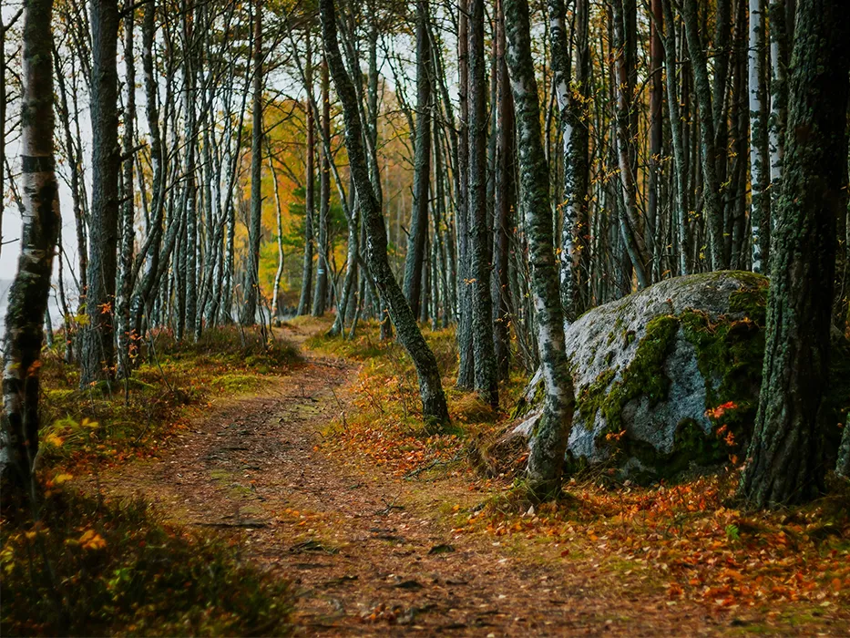 جنگل بلیران