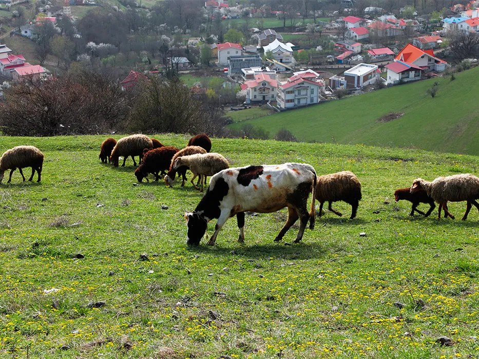 روستای فشکور