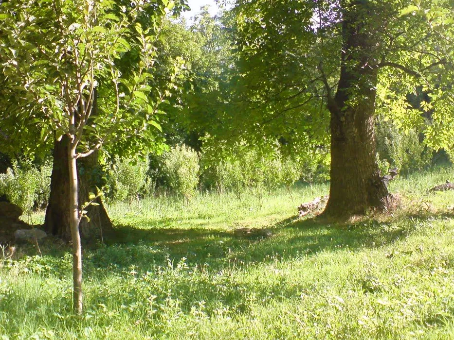 روستای درخت جوز