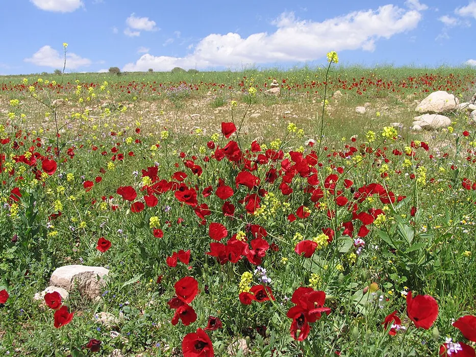 دریاچه فامور