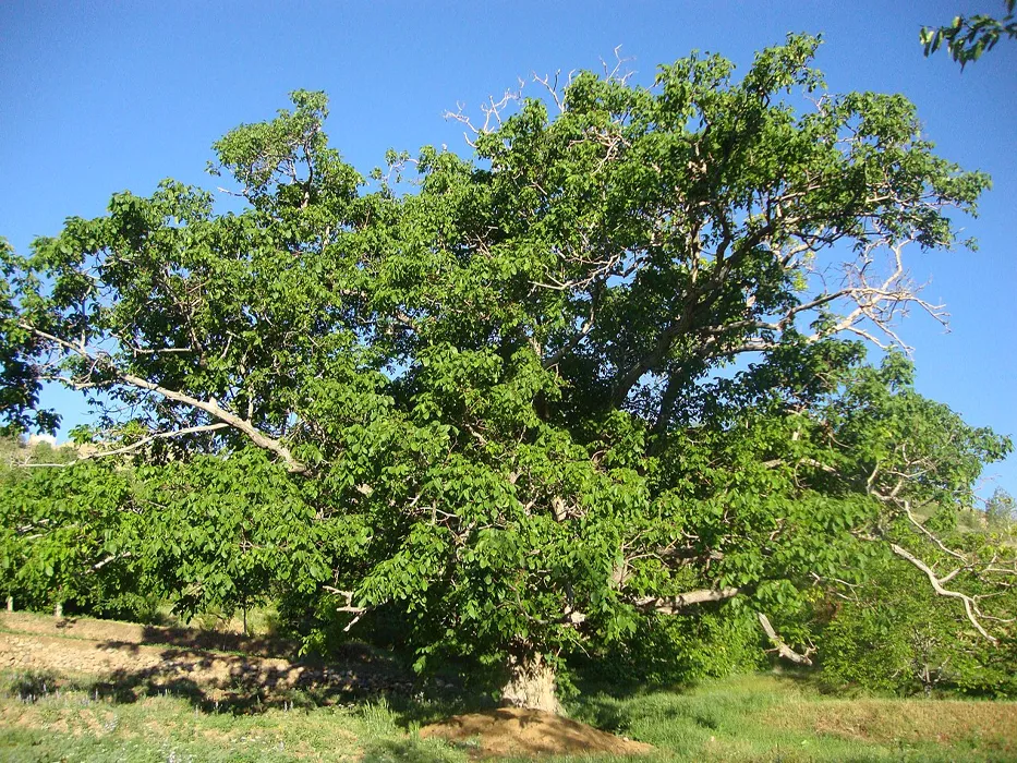 روستای درخت جوز