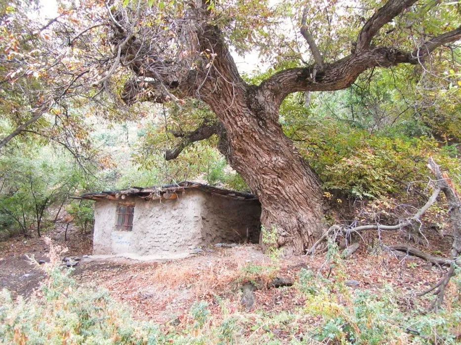 روستای فریزی