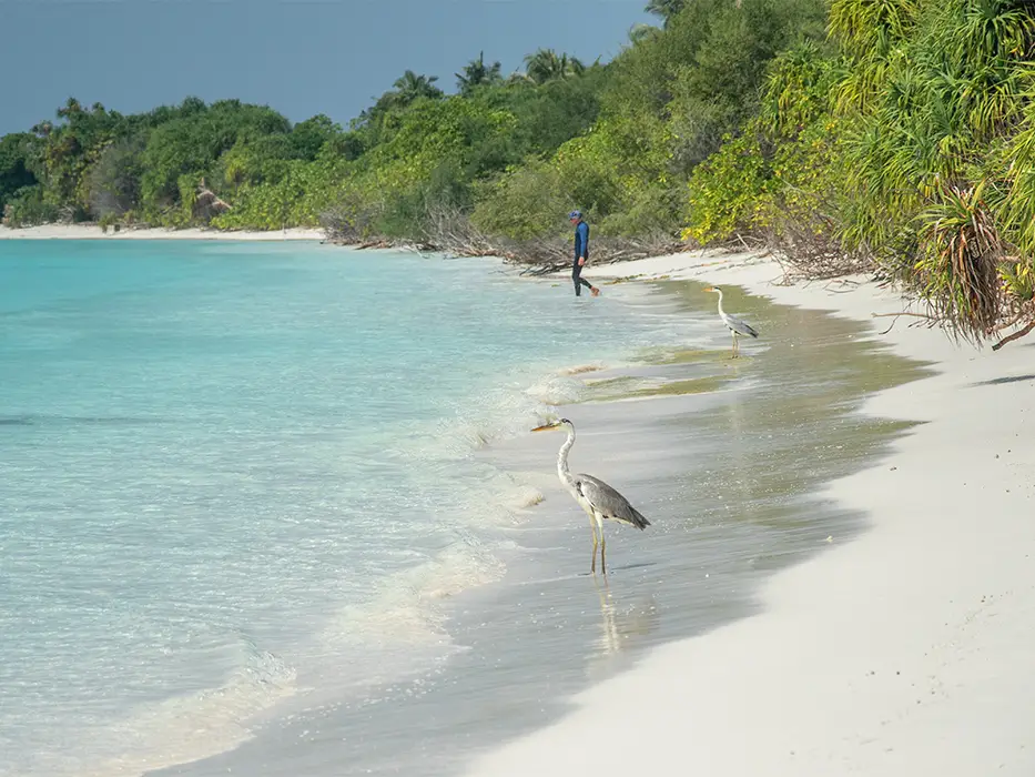 ساحل Fulhadhoo